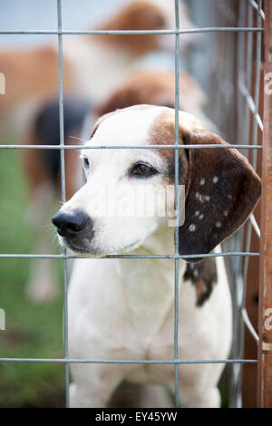 Fox hounds in una gabbia Foto Stock