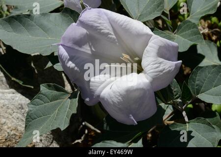 Datura wrightii Foto Stock