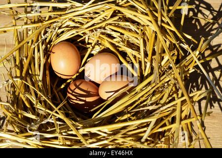 Le uova nel nido Foto Stock