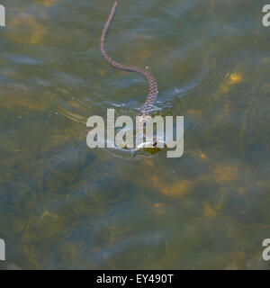 Biscia tassellata (Natrix tessellata) facendo una procedura acquatico mentre la caccia su un pesce Foto Stock