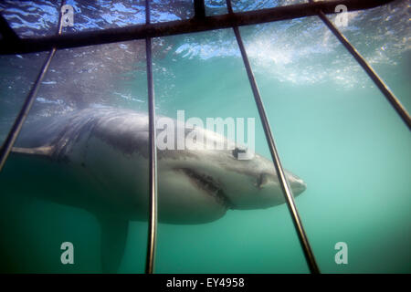 Vista subacquea del grande squalo bianco passando gabbia durante il viaggio sub. Foto Stock