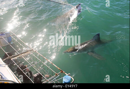 Due grandi squali bianchi nella parte frontale della gabbia diving funzionamento in Mossel Bay, Sud Africa Foto Stock