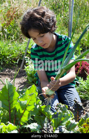 Little Boy in orto guardando un fresco prelevato cipolla Foto Stock