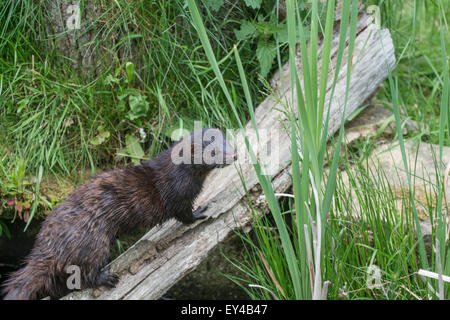 American mink: Neovison vison. Animali in cattività. Invasore alieno in UK. Foto Stock
