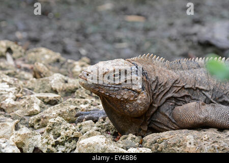 Rock cubano Iguana: Cyclura nubila Foto Stock