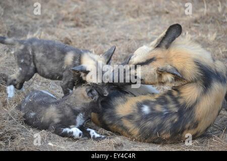 African Wild Dog famiglia. Questi due piccoli cuccioli dove ottenere un po' di raccontare fuori dalla mamma. Foto Stock