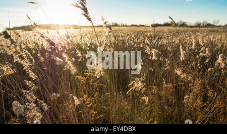 Goldish Canne al tramonto vicino al mare e la palude Foto Stock