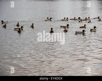 Un gruppo di anatra selvatica nel fiume Foto Stock