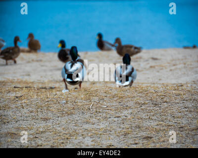 Un gruppo di anatra selvatica nel fiume Foto Stock