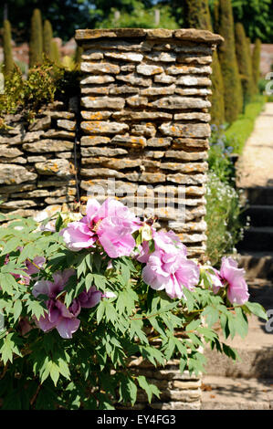 Welsh Poppies a Garsington Manor, Oxfordshire, Regno Unito Foto Stock