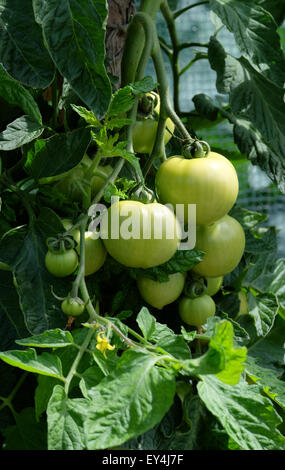 Il pomodoro Ferline F1 sulla coltivazione della vite in un giardino nel Regno Unito Foto Stock