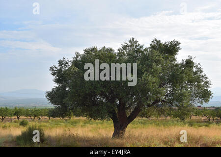 Un solitario vecchio Olivo nel Mediterraneo Foto Stock