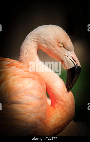 Di un bel colore rosa fenicottero dei Caraibi ( Phoenicopterus ruber ruber )