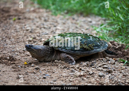 Scattare la tartaruga, Chelydra serpentina, la deposizione delle uova sul ciglio della strada Foto Stock
