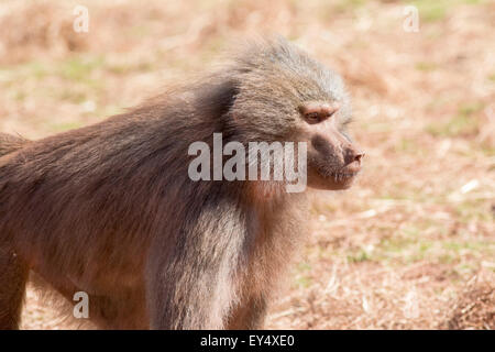 Hamadryas baboon (Papio hamadryas) africano primate Foto Stock