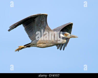 Giallo-incoronato Nitticora battenti Foto Stock