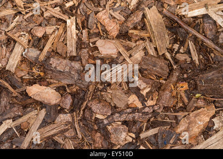 Trucioli di legno per paesaggistica dei giardini. natura sfondo texture. Foto Stock