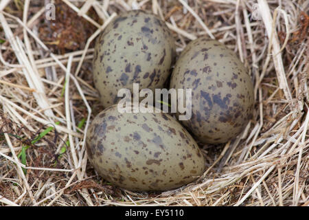 Gabbiano comune (Larus canus). Nido e la frizione di uova. Giugno. Iona. Ebridi Interne. Costa ovest della Scozia. Foto Stock