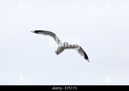 Gabbiano comune (Larus canus). Giugno. Iona. Ebridi Interne. Costa ovest della Scozia. Foto Stock
