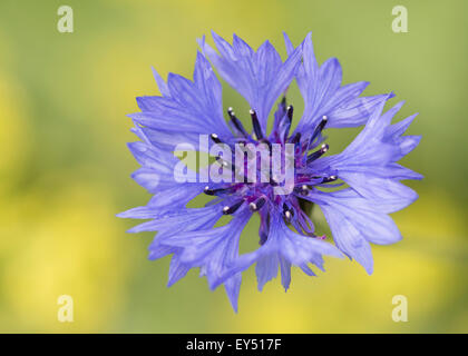 Fiordaliso (Centaurea cyanus), prato di fiori selvaggi, Regno Unito. Foto Stock