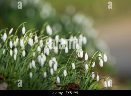 Cluster di bucaneve (galanthus) fiori, Regno Unito. Foto Stock