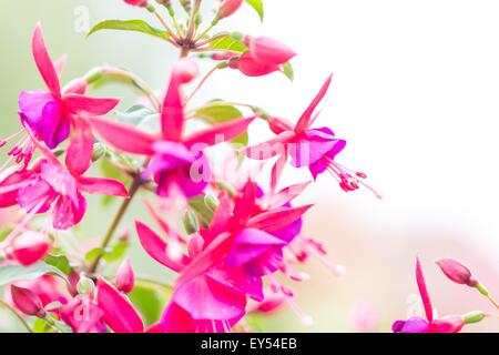 Fiori di fucsia o Onagraceae Salvia Splendens Scarlet Sage. Foto Stock