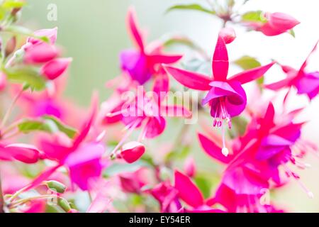 Fiori di fucsia o Onagraceae Salvia Splendens Scarlet Sage. Foto Stock