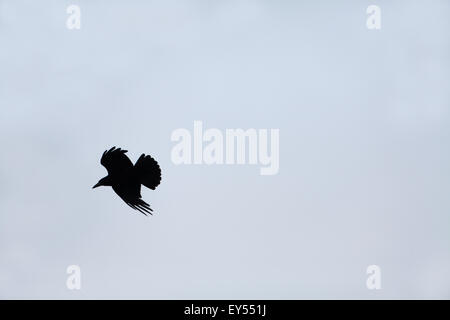 Rook (Corvus frugilegus). In volo; battenti nel vento. Iona. La Scozia. Foto Stock