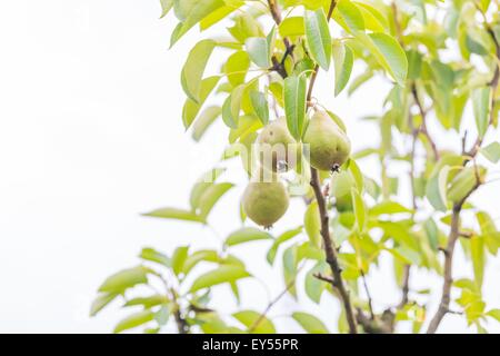 Piccole pere crescente nel giardino, ramo con freschi frutti immaturi. Foto Stock