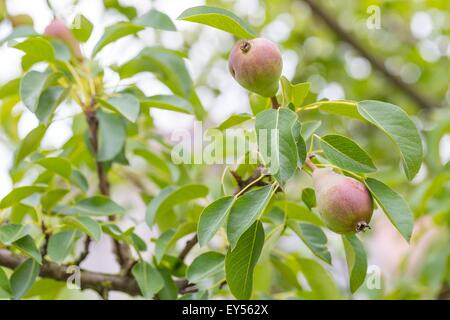 Piccole pere crescente nel giardino, ramo con freschi frutti immaturi. Foto Stock