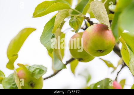 Foto di giovani mele verdi, frutti sui rami di alberi di mele Foto Stock
