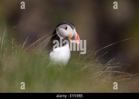 Puffin (Fratercula arctica). Piumaggio di allevamento. Giugno. Staffa. Ebridi Interne. Costa ovest della Scozia. Foto Stock