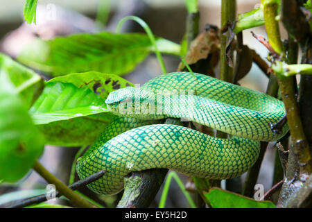 Wagler 's Rattlesnakes su un ramo - Borneo Malaysia Bako
