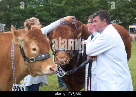 Builth Wells, Powys, Wales, Regno Unito. Il 22 luglio 2015. I concorrenti di attendere per inserire il bestiame anello mostra presso il Royal Welsh Show. La foto mostra il British Limousin bestiame con una giovenca sulla sinistra e un toro dietro. I quattro giorni della manifestazione ha attirato oltre 240.000 visitatori e 7.000 voci di bestiame al più grande deuropa spettacolo agricolo. Foto Stock