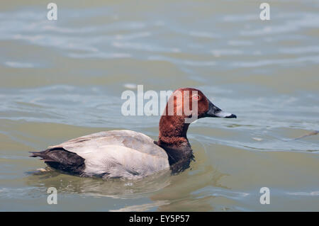 Ritratto orizzontale di comune Pochard, Aythya ferina, nuoto maschio sull'acqua. Foto Stock