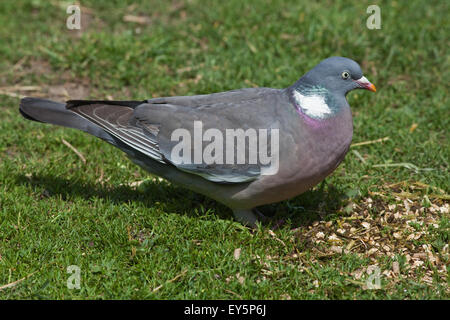 Woodpigeon (Columba palumbus). Sul terreno foraggio. Foto Stock