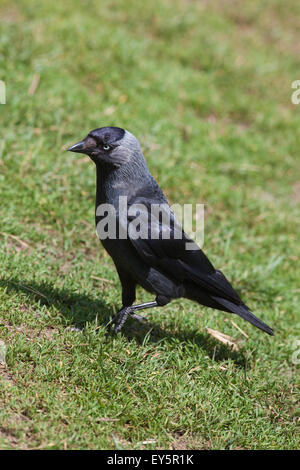 Taccola (Corvus monedula). Rovistando sul pendio di prato pascolo. Regno Unito. Foto Stock