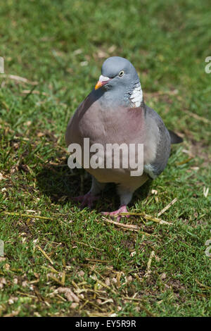 Woodpigeon (Columba palumbus). Sul terreno camminando in avanti, rovistando tra erba dei pascoli. Foto Stock