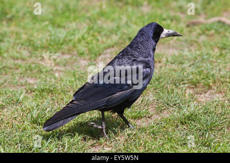 Rook (Corvus frugilegus). Adulto rovistando sul pascolo. Cambridgeshire. giugno. Foto Stock