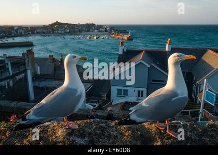 Due gabbiani reali su un muro che si affaccia su St Ives, Cornwall, Regno Unito Foto Stock