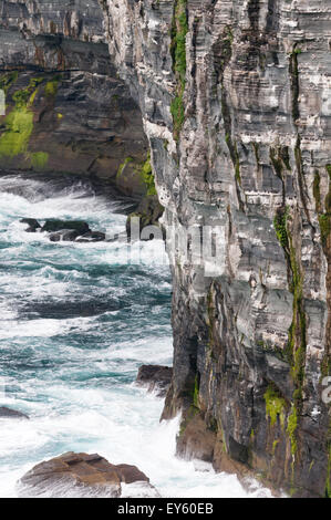 Scogliere con uccelli nidificanti presso il sito RSPB a Marwick Testa, Continentale, Orcadi Scozia Scotland Foto Stock