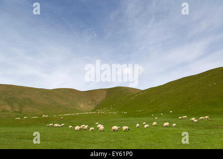 Gregge di pecore al pascolo nella prateria Foto Stock