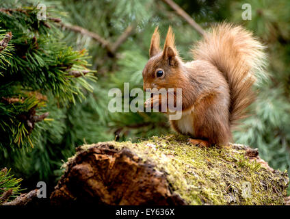 Scoiattolo ed,scoiattolo, fauna selvatica, marrone, rosso, occhio, pelliccia, grazioso, roditori, di natura, mammifero, coda, foresta, cercando, selvatici, animale, bellezza, Foto Stock