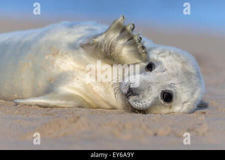 Atlantico guarnizione grigio tre settimane vecchio cucciolo - ondulazione Foto Stock