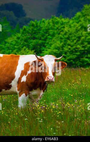 Le mucche al pascolo su una pendenza in Semenic montagne, Romania. Foto Stock