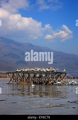 Pellicani in appoggio sul lago di Kerkini, serre, Macedonia, Grecia. Foto Stock