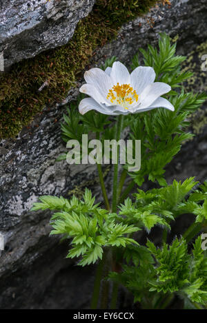 Pasqueflower alpine / anemone alpino (Pulsatilla alpina) in fiore Foto Stock