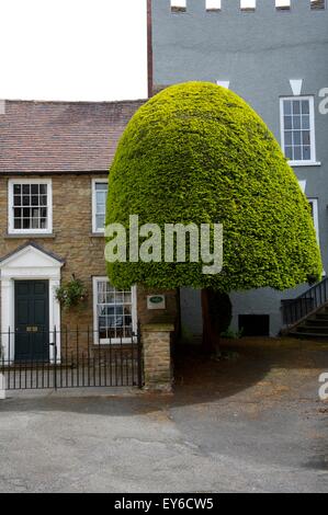 Case e topiaria da a Ludlow, Shropshire, Inghilterra Foto Stock