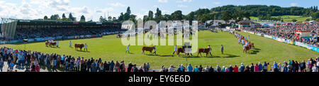 Llanelwedd, Powys, Regno Unito. Il 22 luglio 2015. Dopo un avvio umido per il terzo giorno della mostra è diventato caldo e soleggiato come la sfilata di Vincita magazzino avviene nell'anello principale. Il Royal Welsh Show è acclamato come il più grande e più prestigioso evento del suo genere in Europa. In eccesso di 200.000 visitatori sono attesi questa settimana nel corso di questi quattro giorni di periodo di mostra - 2014 vide 237,694 visitatori, 1.035 tradestands & un record 7,959 espositori di bestiame. Il primo film era a Aberystwyth in 1904 ed ha attirato 442 voci di bestiame. Credito: Graham M. Lawrence/Alamy Live News. Foto Stock