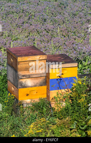 Alveari commerciale utilizzato per impollinare un campo di borragine. Foto Stock